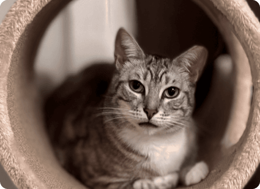 image of Cha Shiu Bao