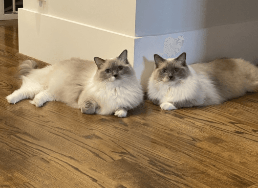 image of Maddie & Piper